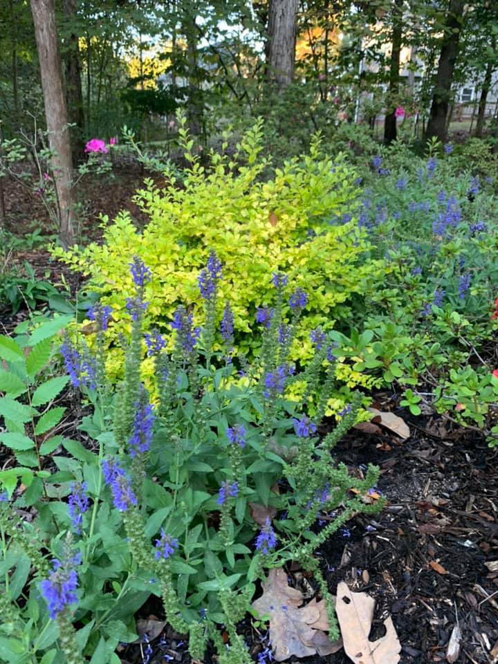 Best Looking Plants – Outdoor Living Tip of the Day