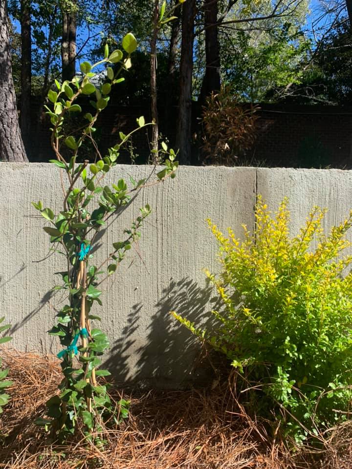 Confederate Jasmine – Outdoor Living Tip of the Day