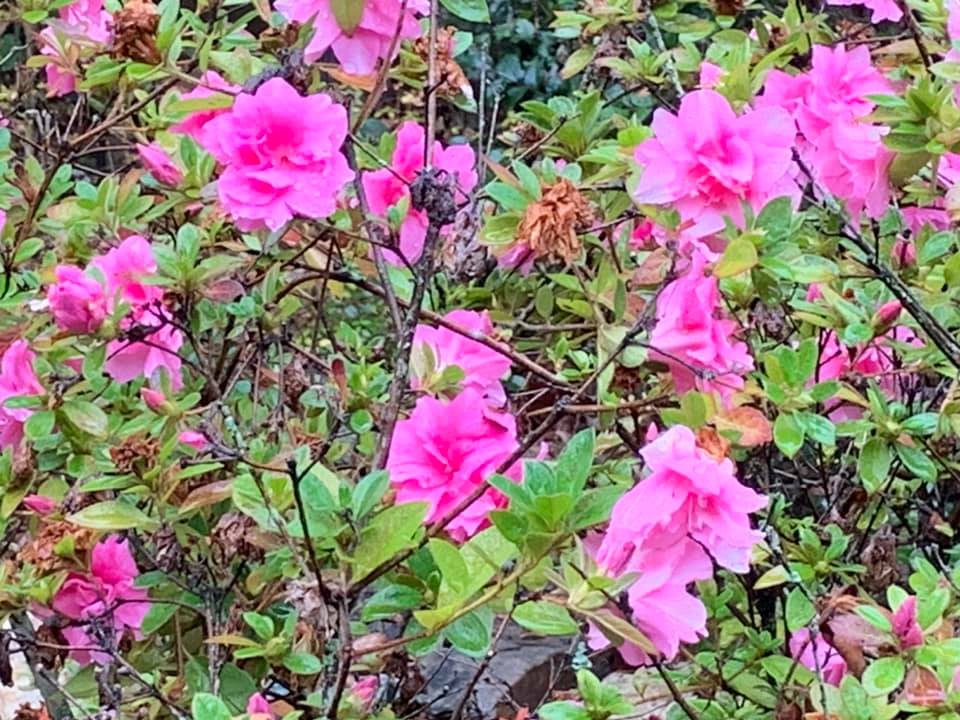 Encore Azalea – Outdoor Living Tip of the Day