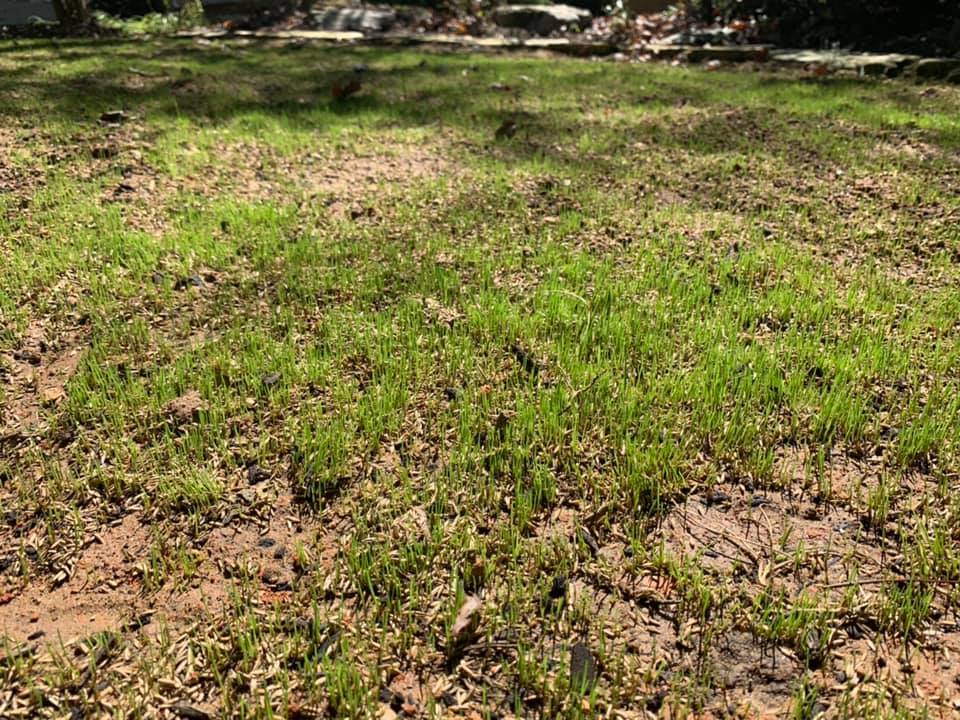 Fescue Grass Seed – Outdoor Living Tip of the Day