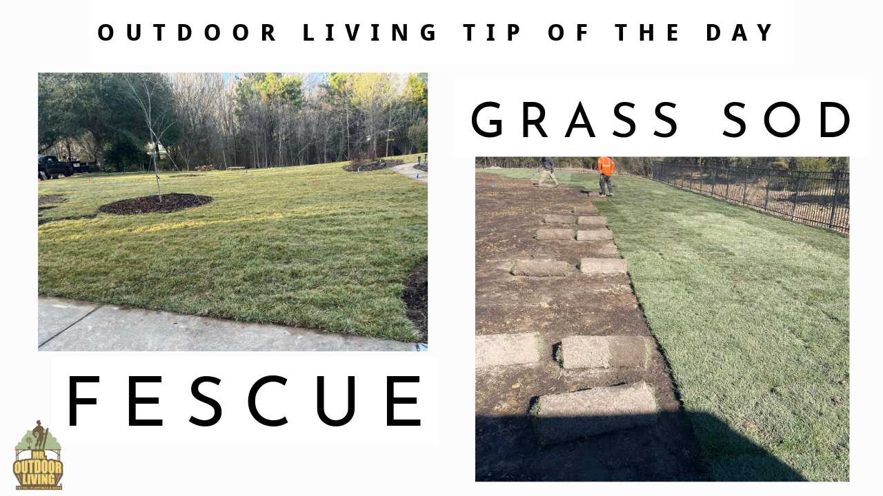 Fescue Grass Sod – Outdoor Living Tip of the Day