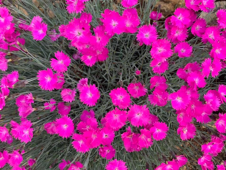 Firewitch Dianthus – Outdoor Living Tip of the Day