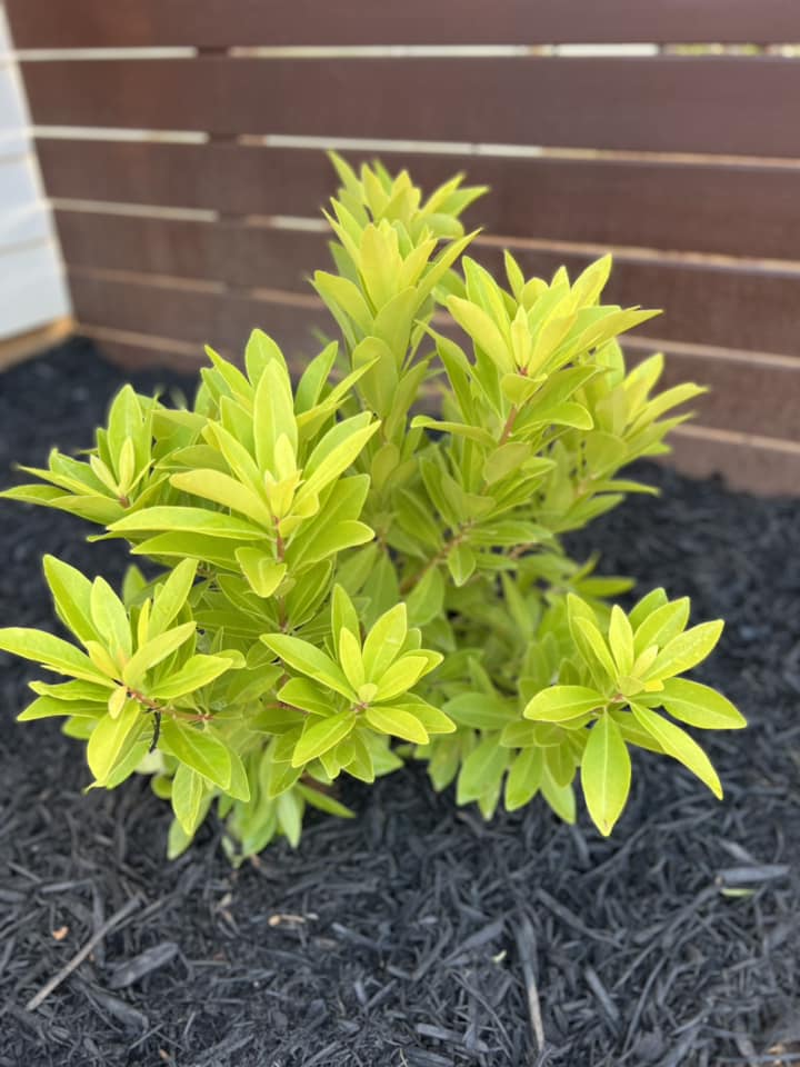 Florida Illicium – Outdoor Living Tip of the Day