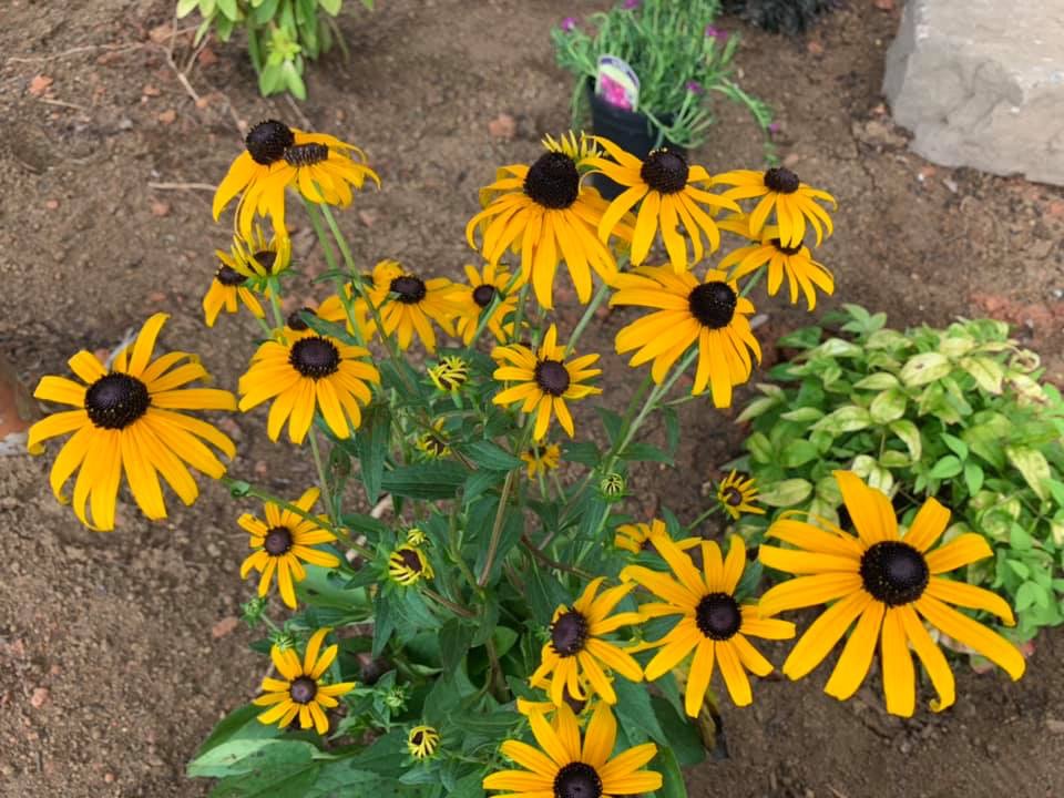 Free Perennials – Outdoor Living Tip of the Day