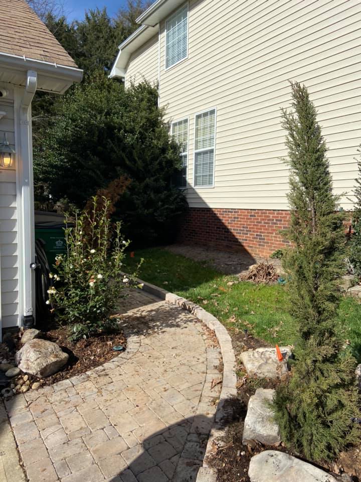 Italian Cypress Tree – Outdoor Living Tip of the Day