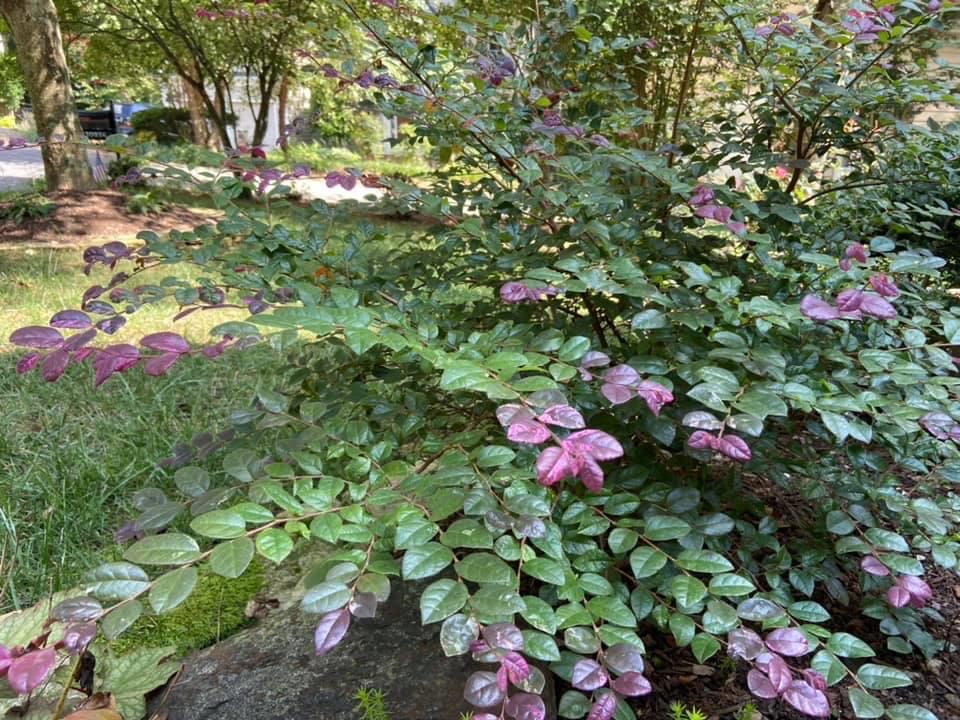 Jazz Hands Loropetalum – Outdoor Living Tip of the Day