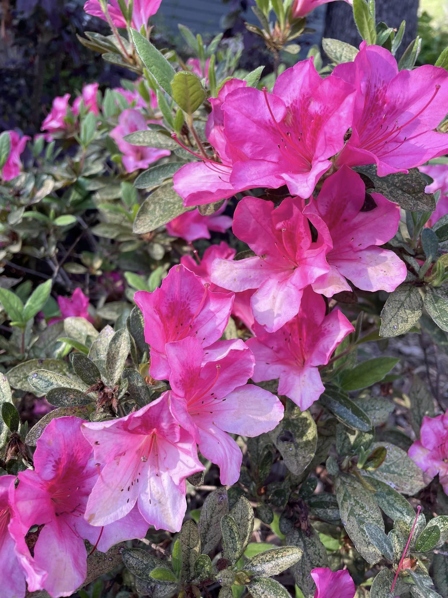 Landscaping Blooms – Outdoor Living Tip of the Day