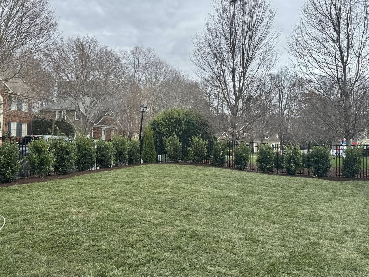 Ligustrum Japonicum Recurvifolium – Mr. Outdoor Living® Tip of the Day