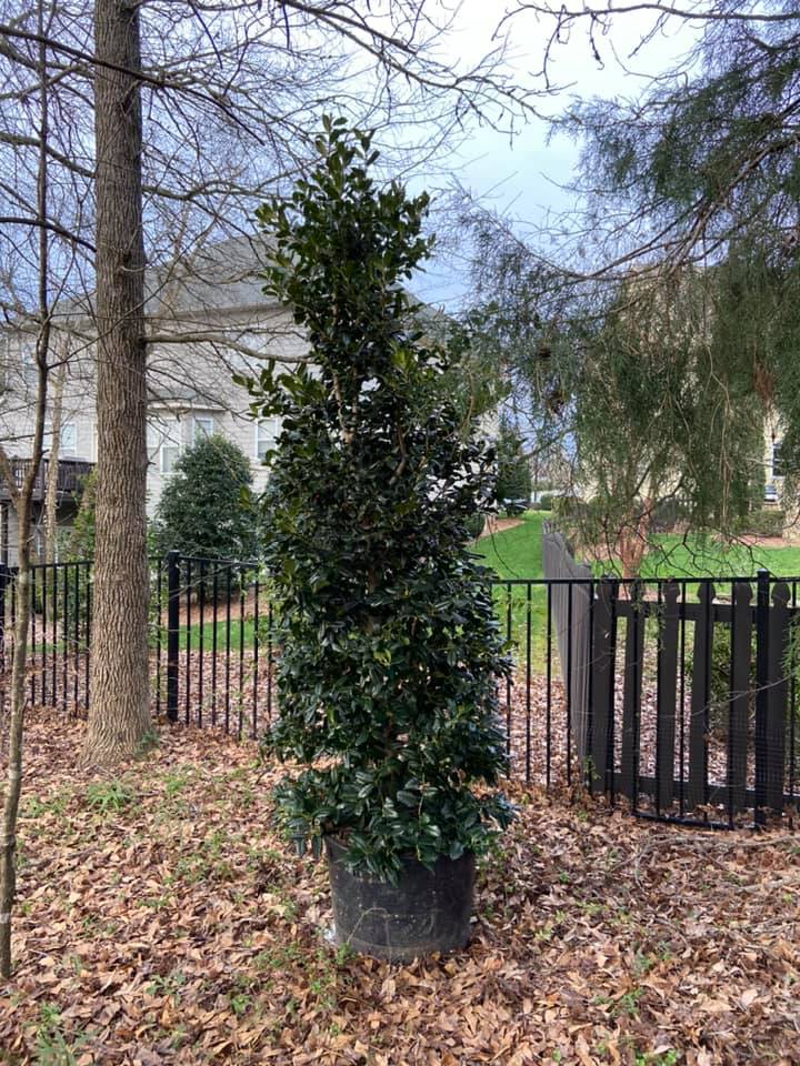 Nellie R. Stevens Holly – Outdoor Living Tip of the Day