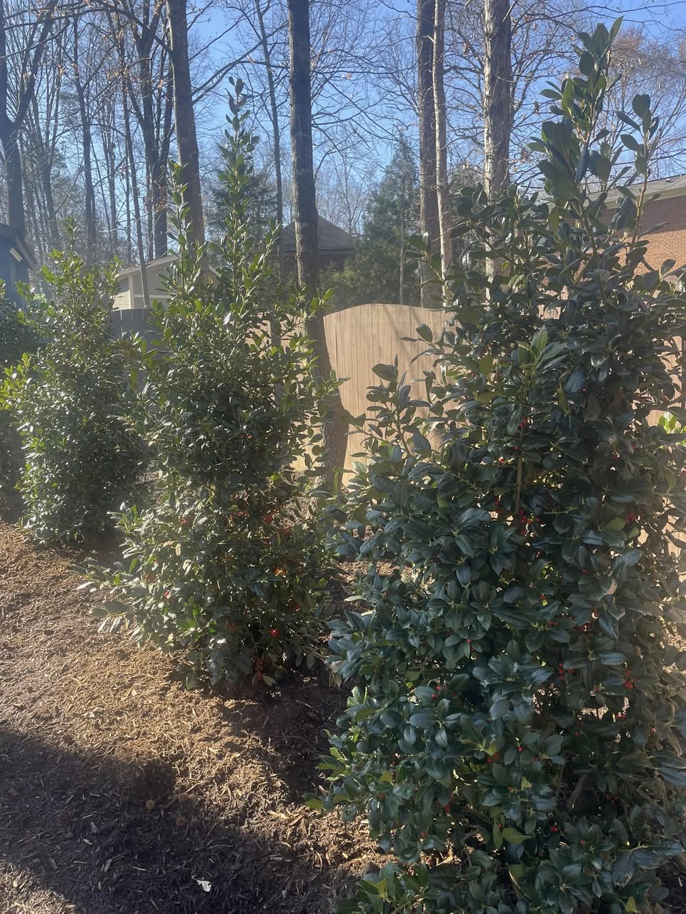 Nellie Stevens Holly Trees – Mr. Outdoor Living® Tip of the Day