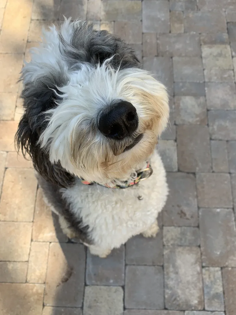 Paver Patio and Privacy Trees – Outdoor Living Tip of the Day