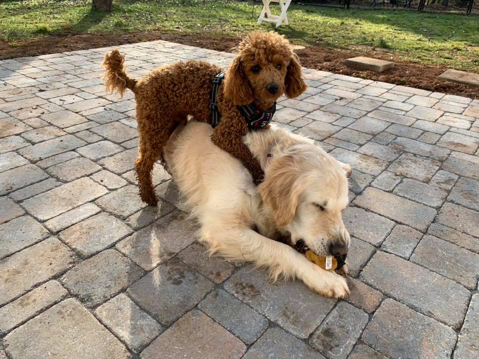 Pets on your Patio – Outdoor Living Tip of the Day