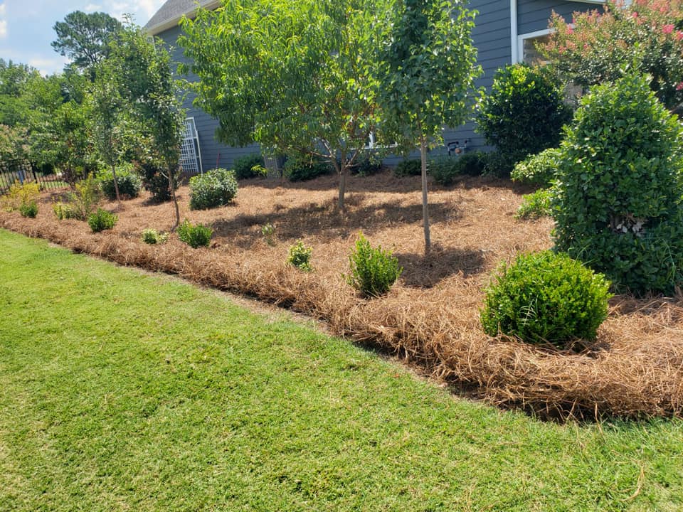 Pine Needles – Outdoor Living Tip of the Day