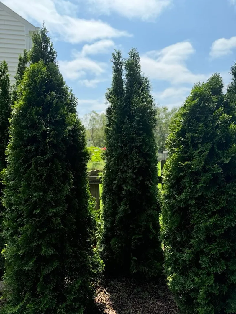 Plantings – Mr. Outdoor Living® Tip of the Day