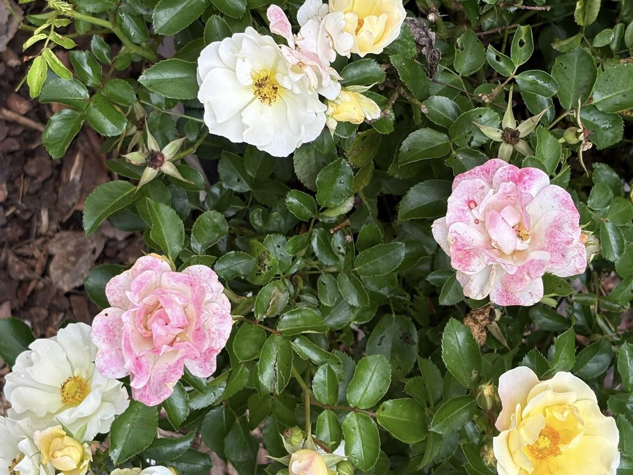 Popcorn Drift Roses – Mr. Outdoor Living Tip of the Day