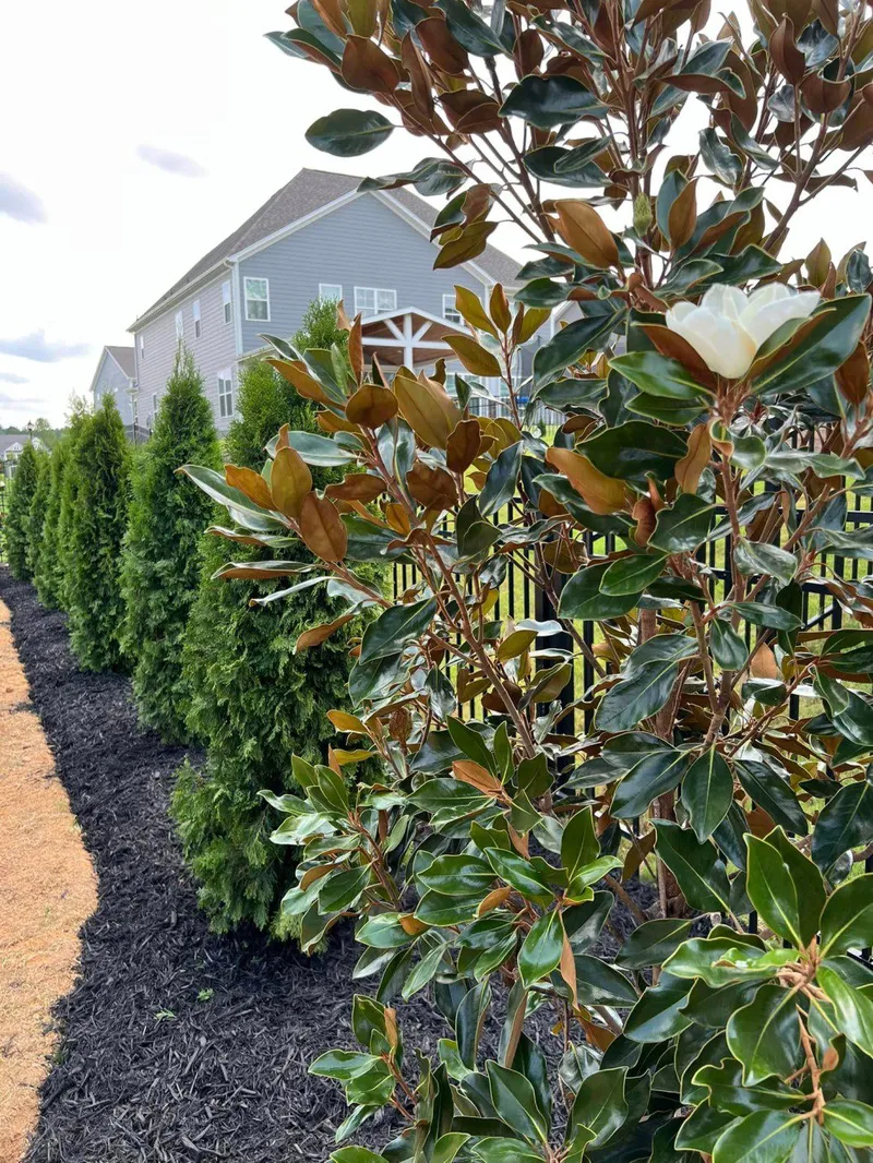 Privacy Landscaping – Outdoor Living Tip of the Day