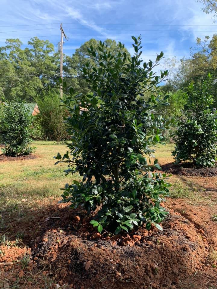 Privacy Landscaping – Outdoor Living Tip of the Day