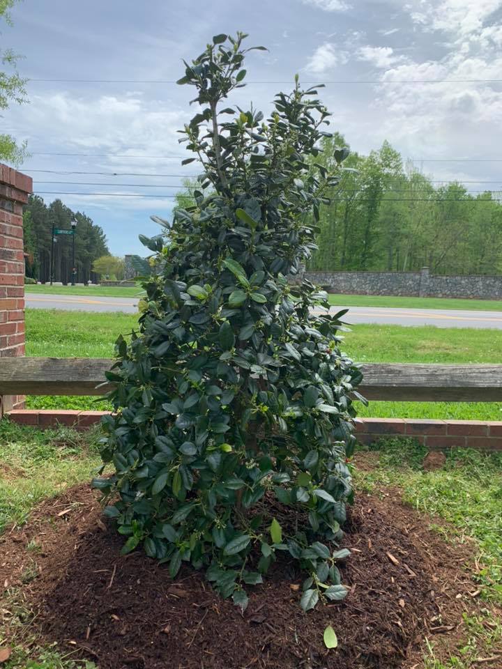 Privacy Landscaping – Outdoor Living Tip of the Day