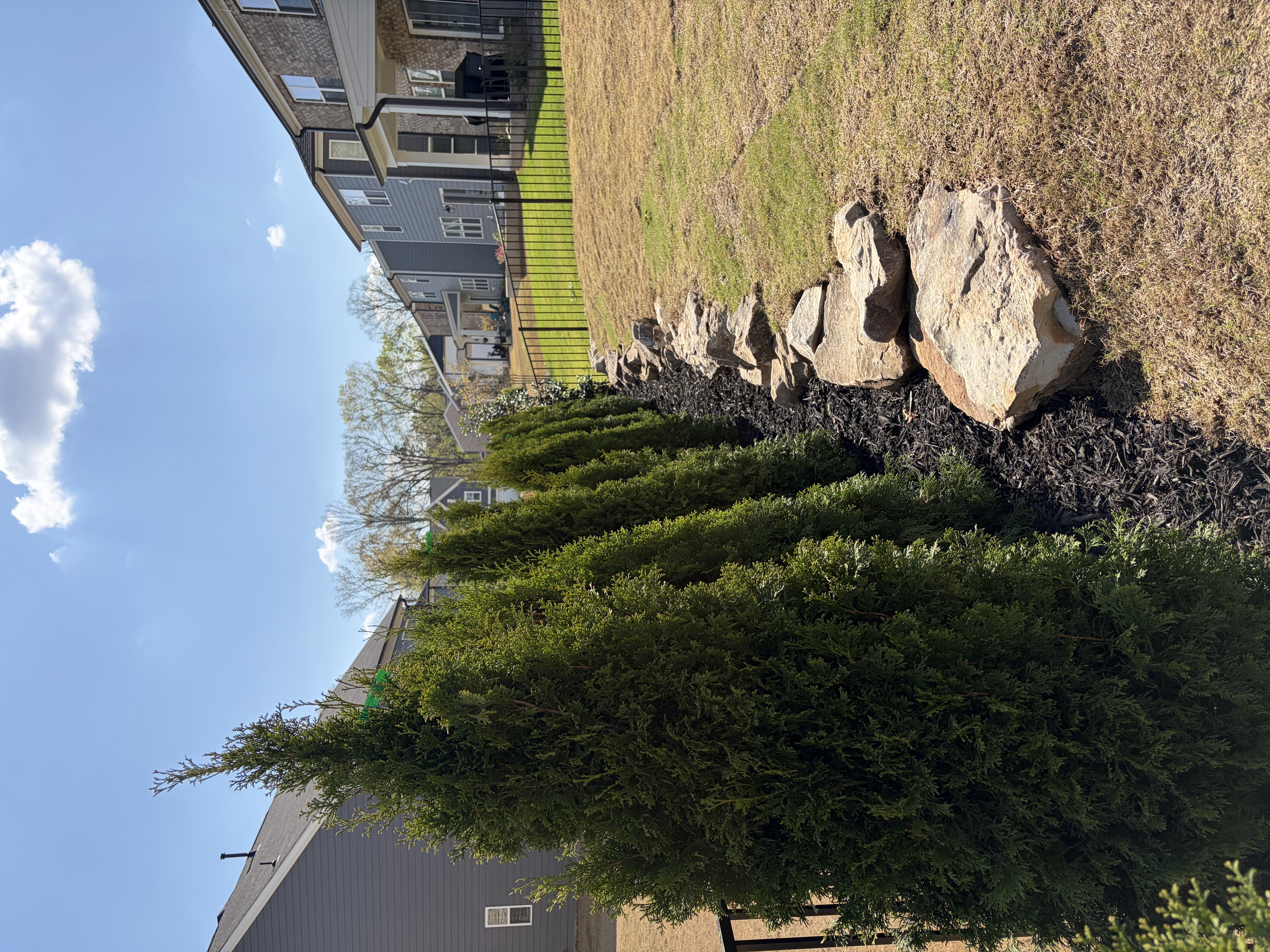 Privacy plantings, emerald green arborvitae