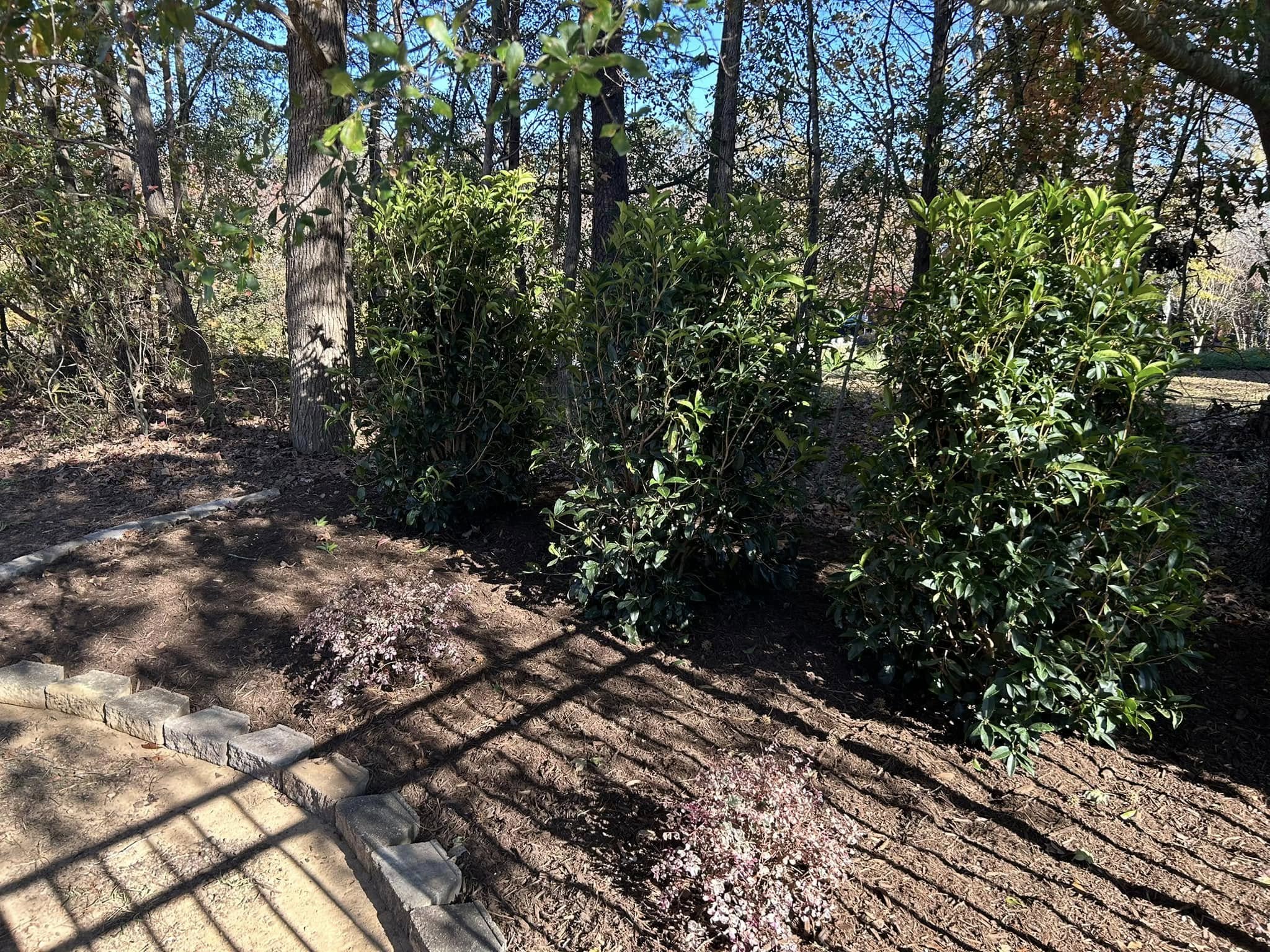 Privacy Plantings – Mr. Outdoor Living® Tip of the Day