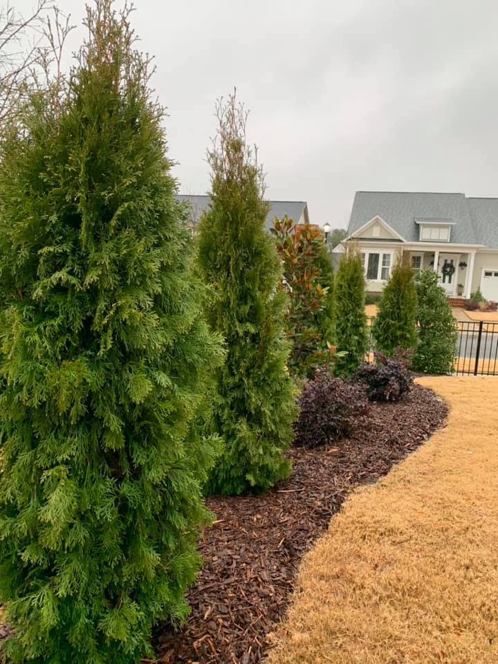 Privacy Screening – Outdoor Living Tip of the Day