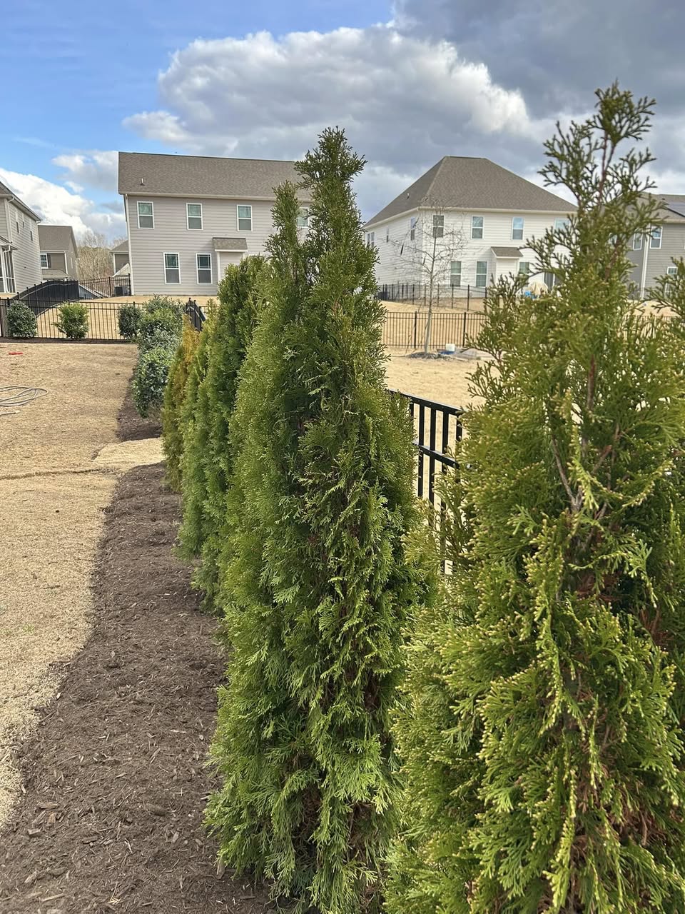 Privacy with Plantings – Mr. Outdoor Living® Tip of the Day