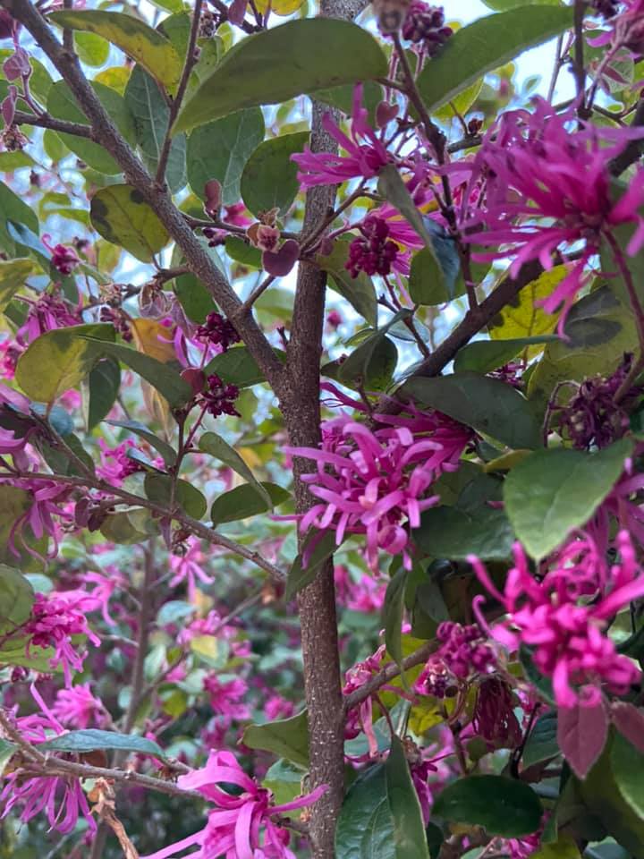 Ruby Loropetalum – Outdoor Living Tip of the Day