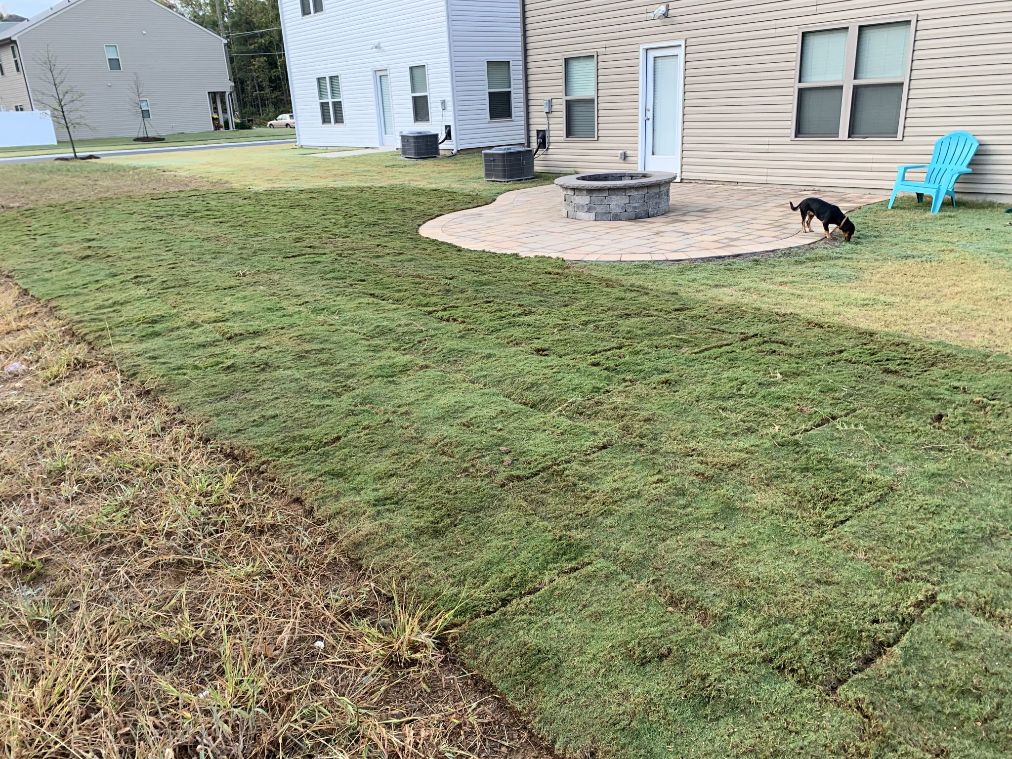 TifTuf Bermuda Grass – Outdoor Living Tip of the Day