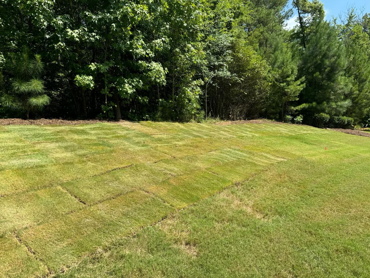 TifTuf Bermuda Sod – Outdoor Living Tip of the Day