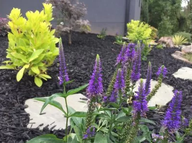 Artificial Turf and Putting Greens - project showcase - Mr. Outdoor Living